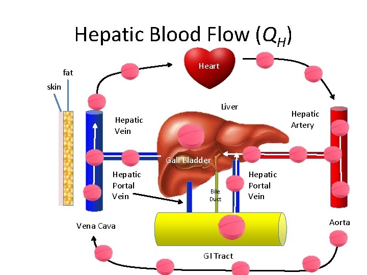 Hepatic Blood Flow (QH) Heart fat skin Liver Hepatic Artery Hepatic Vein Gall Bladder