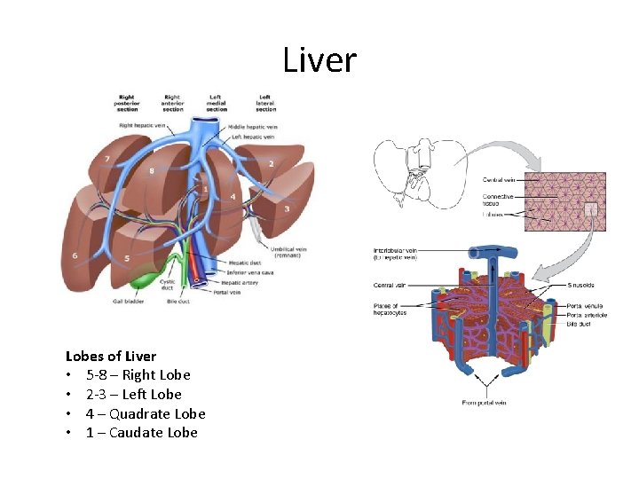 Liver Lobes of Liver • 5 -8 – Right Lobe • 2 -3 –