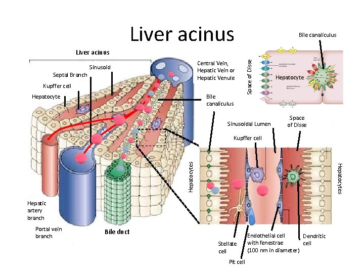 Liver acinus Bile canaliculus Septal Branch Central Vein, Hepatic Vein or Hepatic Venule Sinusoid