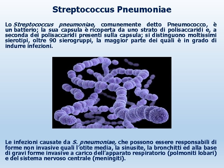 Streptococcus Pneumoniae Lo Streptococcus pneumoniae, comunemente detto Pneumococco, è un batterio; la sua capsula