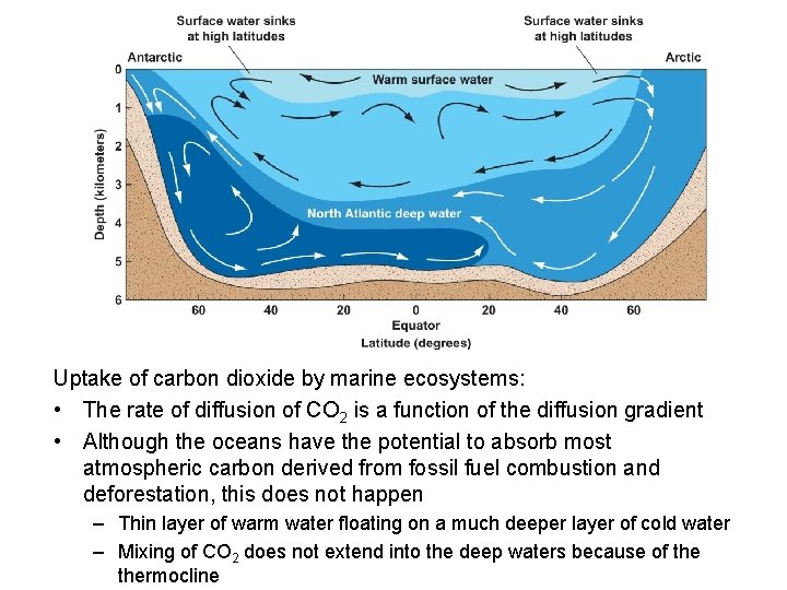 Uptake of carbon dioxide by marine ecosystems: • The rate of diffusion of CO