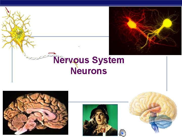 Nervous System Neurons AP Biology 2007 -2008 