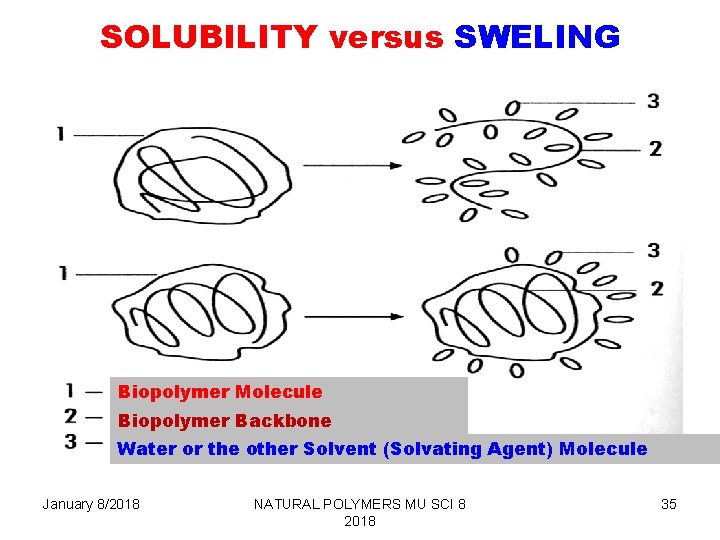 SOLUBILITY versus SWELING Biopolymer Molecule Biopolymer Backbone Water or the other Solvent (Solvating Agent)