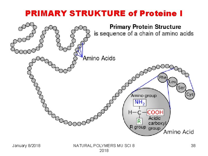PRIMARY STRUKTURE of Proteine I January 8/2018 NATURAL POLYMERS MU SCI 8 2018 38