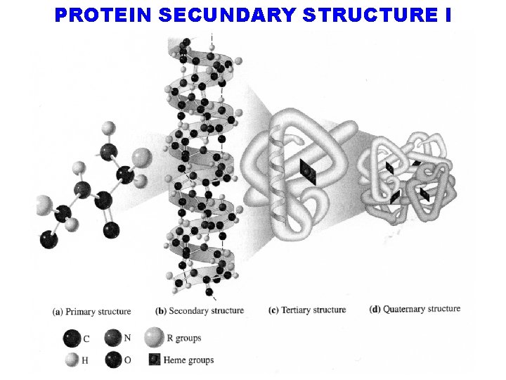 PROTEIN SECUNDARY STRUCTURE I January 8/2018 NATURAL POLYMERS MU SCI 8 2018 42 
