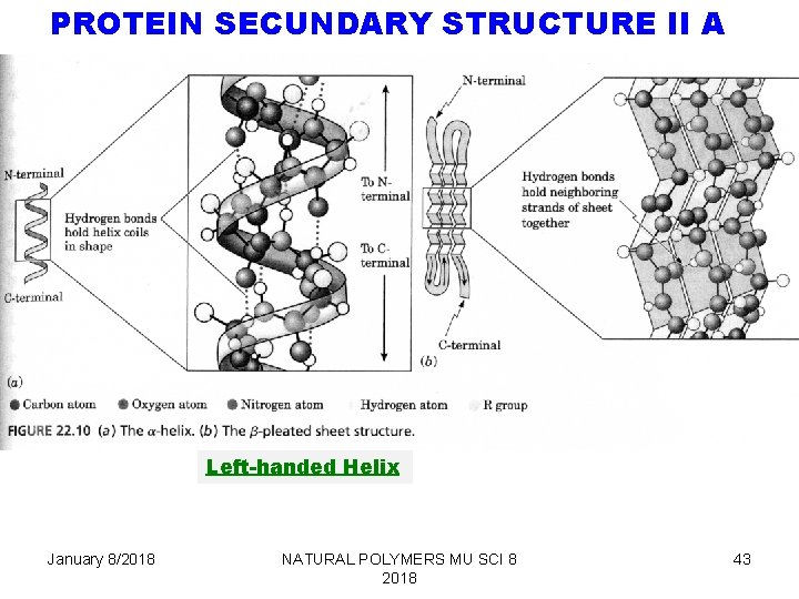 PROTEIN SECUNDARY STRUCTURE II A Left-handed Helix January 8/2018 NATURAL POLYMERS MU SCI 8
