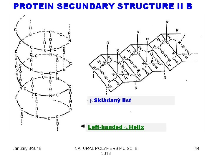 PROTEIN SECUNDARY STRUCTURE II B b Skládaný list Left-handed a Helix January 8/2018 NATURAL