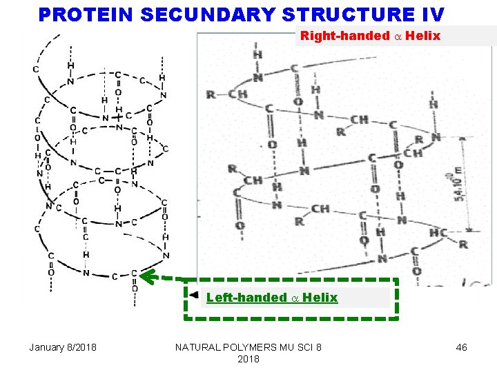 PROTEIN SECUNDARY STRUCTURE IV Right-handed a Helix Left-handed a Helix January 8/2018 NATURAL POLYMERS