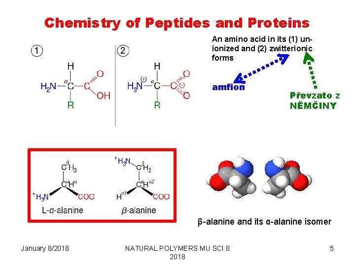 Chemistry of Peptides and Proteins An amino acid in its (1) unionized and (2)