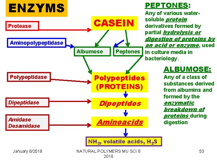 ENZYMS Protease PEPTONES: CASEIN Aminopolypeptidase Albumose Polypeptidase Any of various watersoluble protein derivatives formed