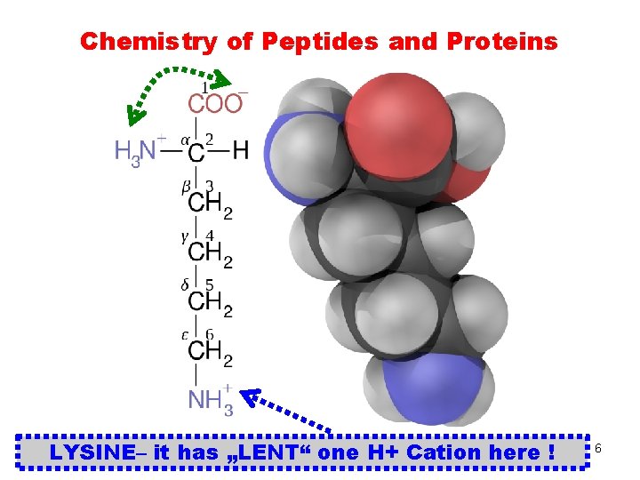 Chemistry of Peptides and Proteins POLYMERS MU SCI 8 LYSINE– it has NATURAL „LENT“