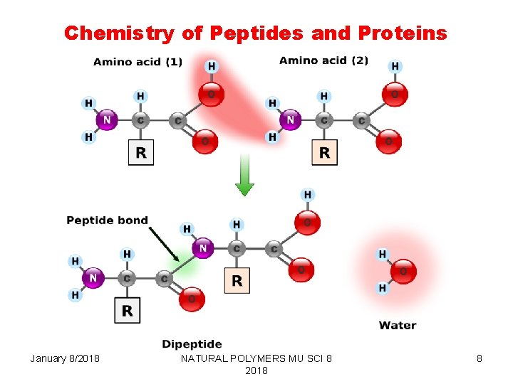 Chemistry of Peptides and Proteins January 8/2018 NATURAL POLYMERS MU SCI 8 2018 8