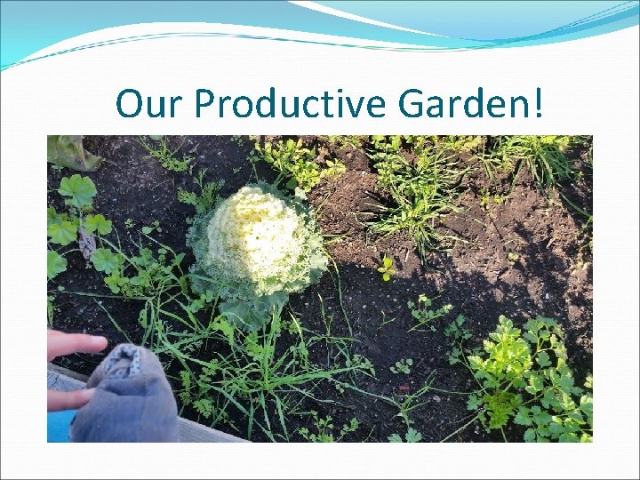 Our Productive Garden! 