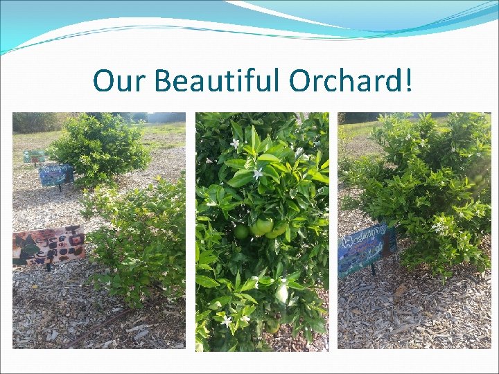 Our Beautiful Orchard! 