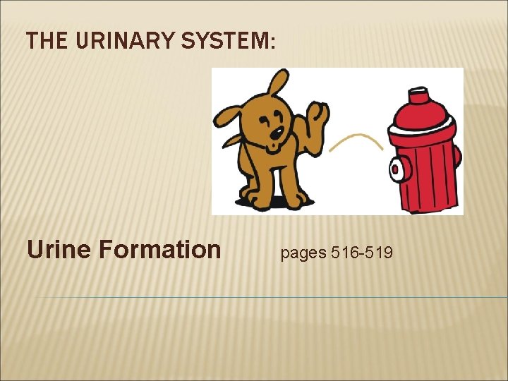 THE URINARY SYSTEM: Urine Formation pages 516 -519 