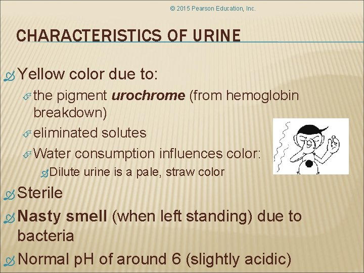 © 2015 Pearson Education, Inc. CHARACTERISTICS OF URINE Yellow color due to: the pigment