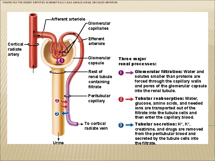 FIGURE 15. 4 THE KIDNEY DEPICTED SCHEMATICALLY AS A SINGLE LARGE, UNCOILED NEPHRON. Afferent