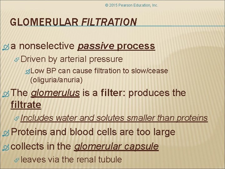 © 2015 Pearson Education, Inc. GLOMERULAR FILTRATION a nonselective passive process Driven by arterial