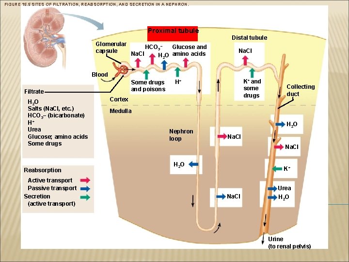 FIGURE 15. 5 SITES OF FILTRATION, REABSORPTION, AND SECRETION IN A NEPHRON. Proximal tubule