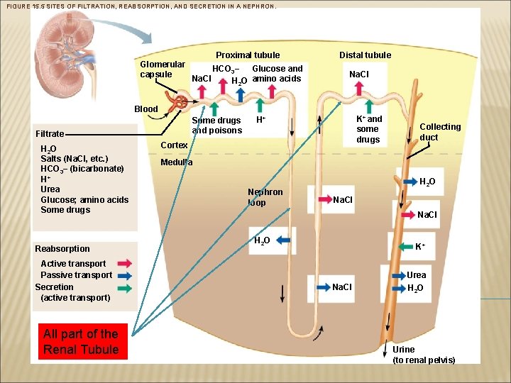 FIGURE 15. 5 SITES OF FILTRATION, REABSORPTION, AND SECRETION IN A NEPHRON. Proximal tubule