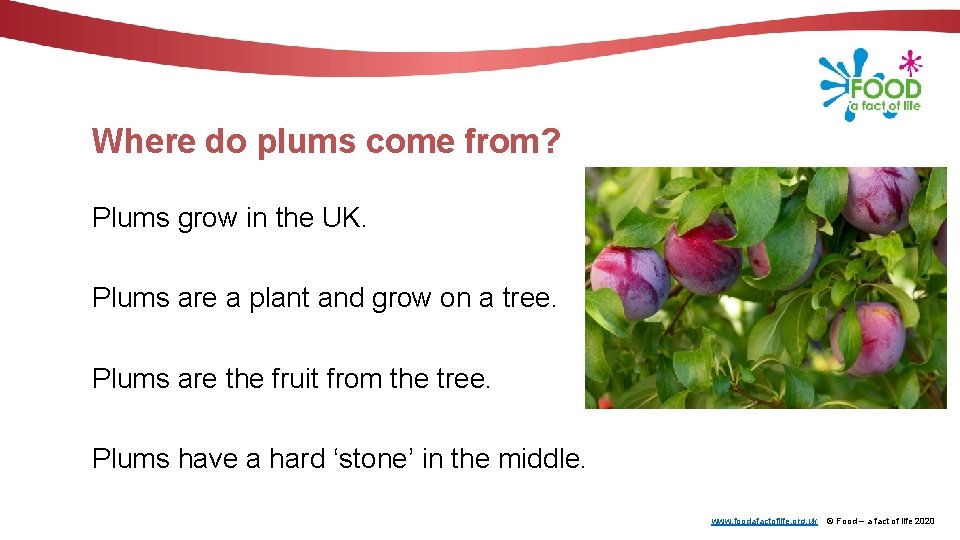 Where do plums come from? Plums grow in the UK. Plums are a plant