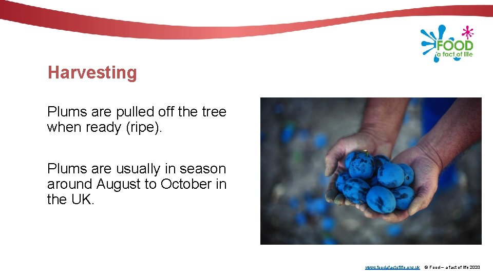 Harvesting Plums are pulled off the tree when ready (ripe). Plums are usually in