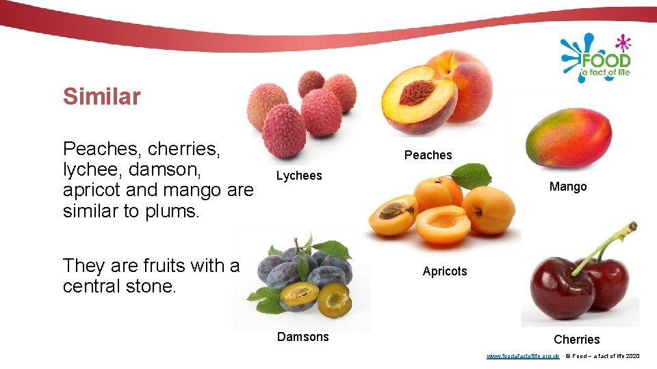 Similar Peaches, cherries, lychee, damson, apricot and mango are similar to plums. Peaches Lychees