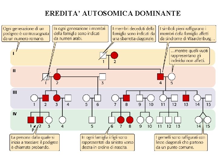 EREDITA’ AUTOSOMICA DOMINANTE EREDITA’ AUTOSOMICA DOMINANTE