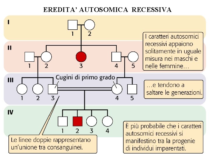 EREDITA’ AUTOSOMICA RECESSIVA EREDITA’ AUTOSOMICA RECESSIVA