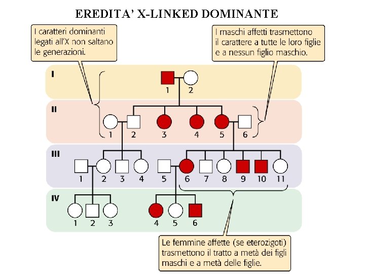 EREDITA’ X-LINKED DOMINANTE EREDITA’ X-LINKED DOMINANTE