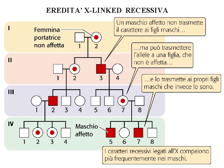 EREDITA’ X-LINKED RECESSIVA EREDITA’ X-LINKED RECESSIVA
