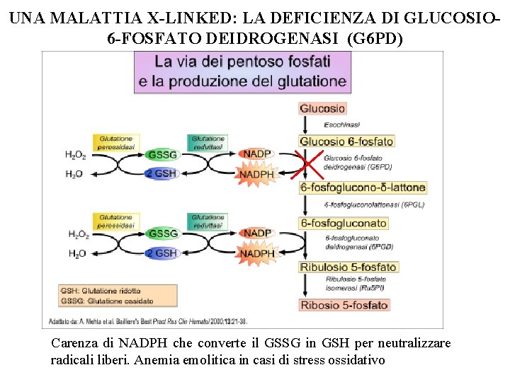 UNA MALATTIA X-LINKED: LA DEFICIENZA DI GLUCOSIO 6 -FOSFATO DEIDROGENASI (G 6 PD) Carenza UNA MALATTIA X-LINKED: LA DEFICIENZA DI GLUCOSIO 6 -FOSFATO DEIDROGENASI (G 6 PD) Carenza