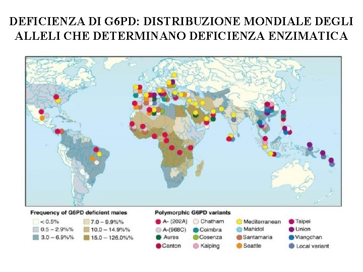 DEFICIENZA DI G 6 PD: DISTRIBUZIONE MONDIALE DEGLI ALLELI CHE DETERMINANO DEFICIENZA ENZIMATICA DEFICIENZA DI G 6 PD: DISTRIBUZIONE MONDIALE DEGLI ALLELI CHE DETERMINANO DEFICIENZA ENZIMATICA