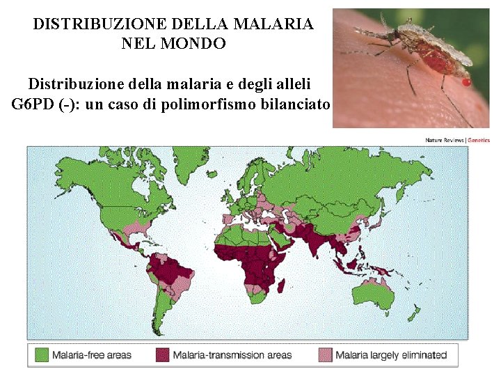DISTRIBUZIONE DELLA MALARIA NEL MONDO Distribuzione della malaria e degli alleli G 6 PD DISTRIBUZIONE DELLA MALARIA NEL MONDO Distribuzione della malaria e degli alleli G 6 PD