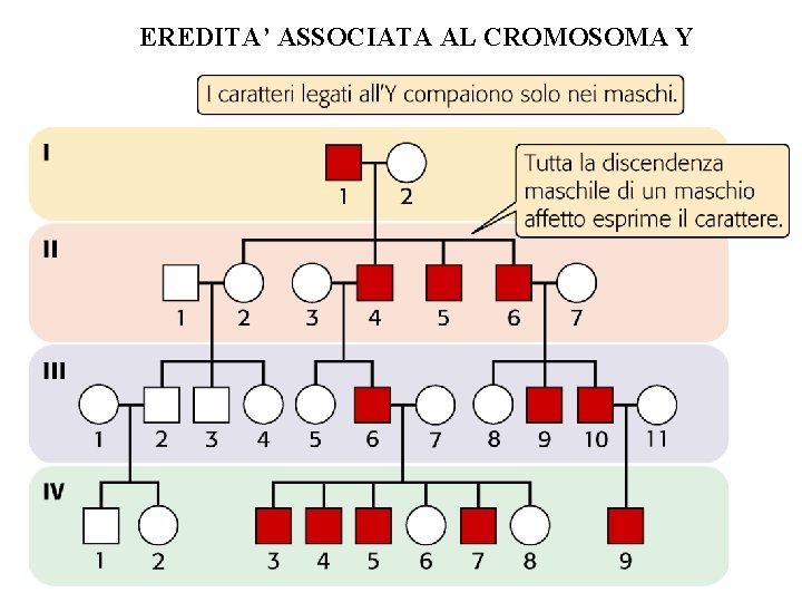 EREDITA’ ASSOCIATA AL CROMOSOMA Y EREDITA’ ASSOCIATA AL CROMOSOMA Y