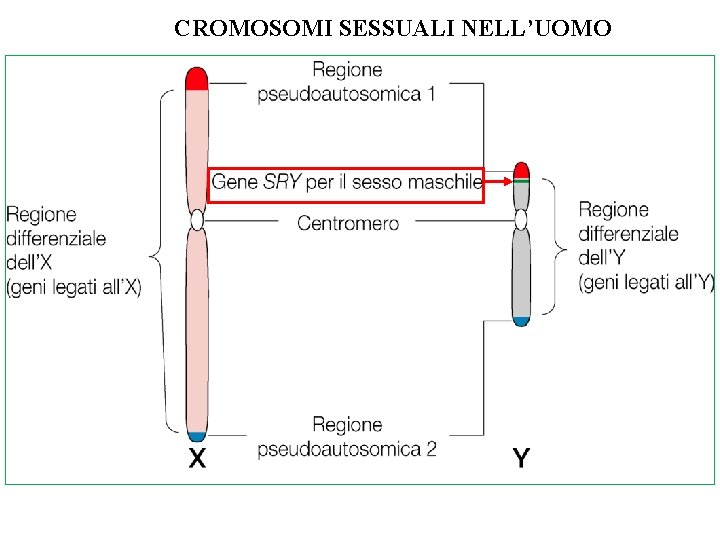 CROMOSOMI SESSUALI NELL’UOMO CROMOSOMI SESSUALI NELL’UOMO