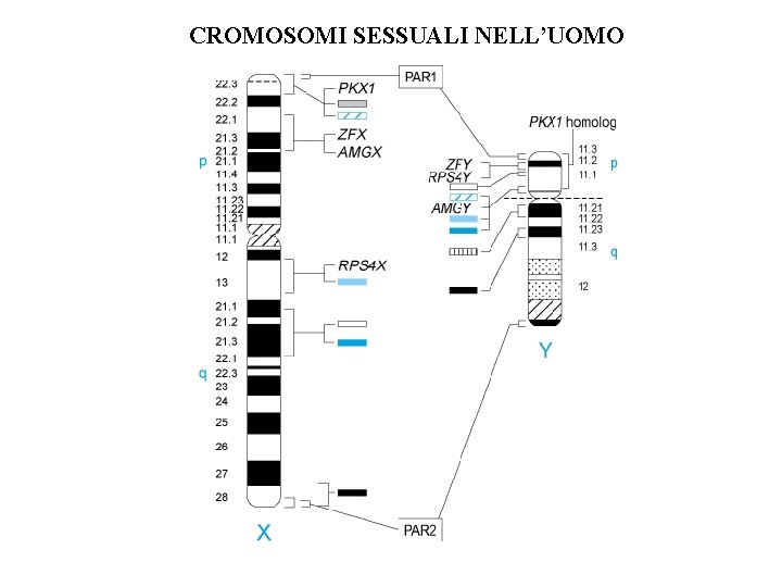 CROMOSOMI SESSUALI NELL’UOMO CROMOSOMI SESSUALI NELL’UOMO