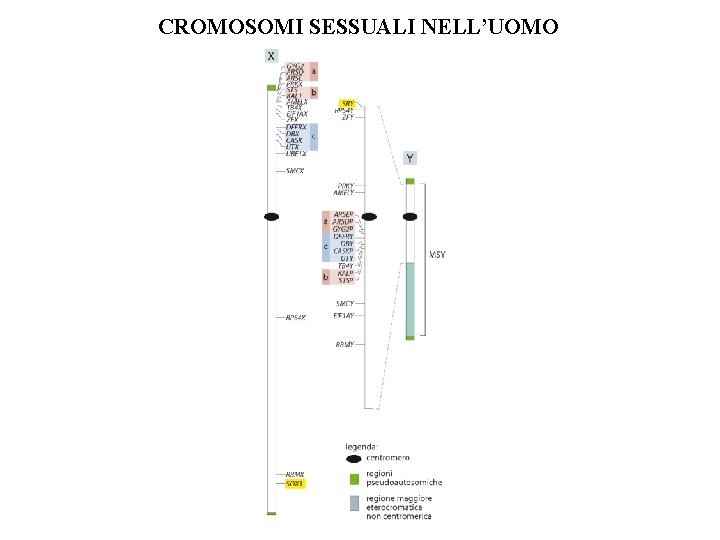 CROMOSOMI SESSUALI NELL’UOMO CROMOSOMI SESSUALI NELL’UOMO