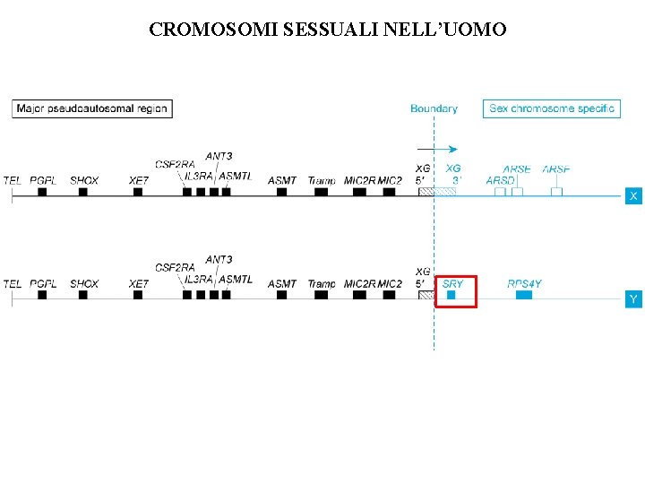 CROMOSOMI SESSUALI NELL’UOMO CROMOSOMI SESSUALI NELL’UOMO