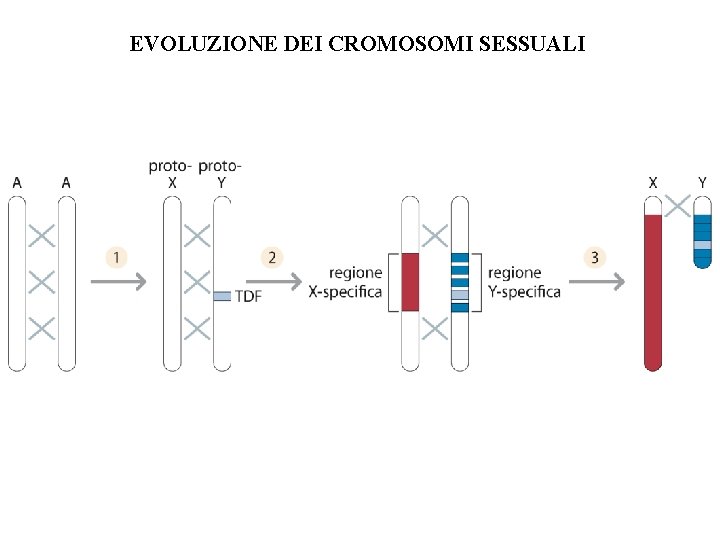 EVOLUZIONE DEI CROMOSOMI SESSUALI EVOLUZIONE DEI CROMOSOMI SESSUALI