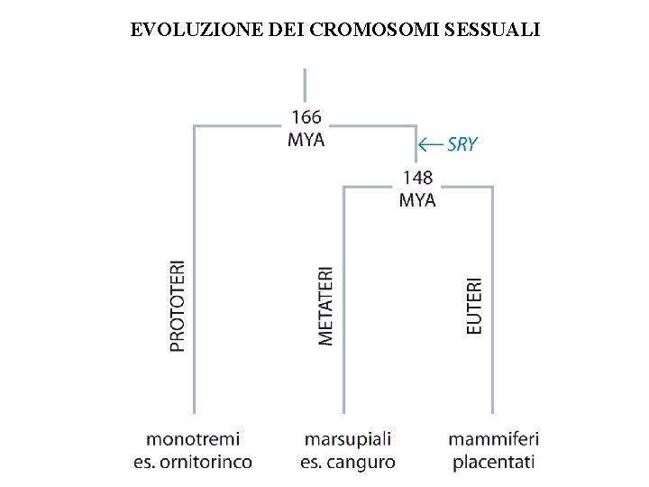 EVOLUZIONE DEI CROMOSOMI SESSUALI EVOLUZIONE DEI CROMOSOMI SESSUALI