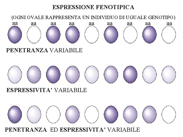 ESPRESSIONE FENOTIPICA (OGNI OVALE RAPPRESENTA UN INDIVIDUO DI UGUALE GENOTIPO) aa aa PENETRANZA VARIABILE ESPRESSIONE FENOTIPICA (OGNI OVALE RAPPRESENTA UN INDIVIDUO DI UGUALE GENOTIPO) aa aa PENETRANZA VARIABILE