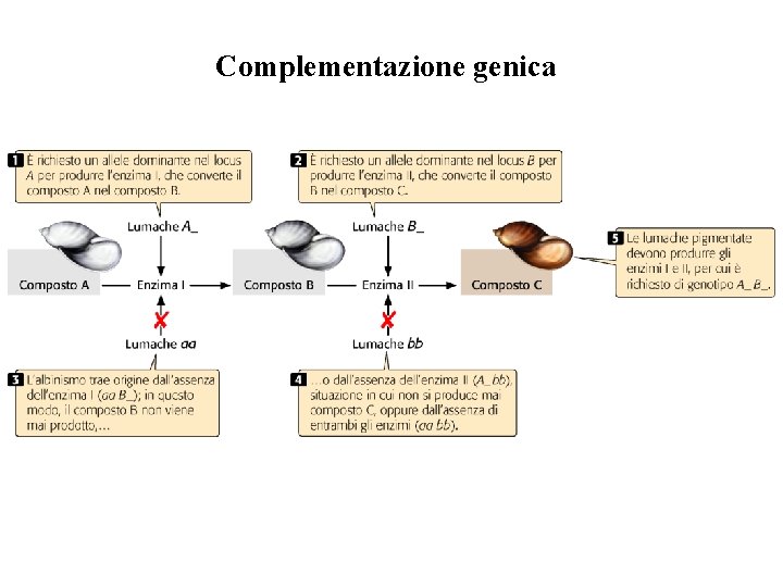 Complementazione genica Complementazione genica