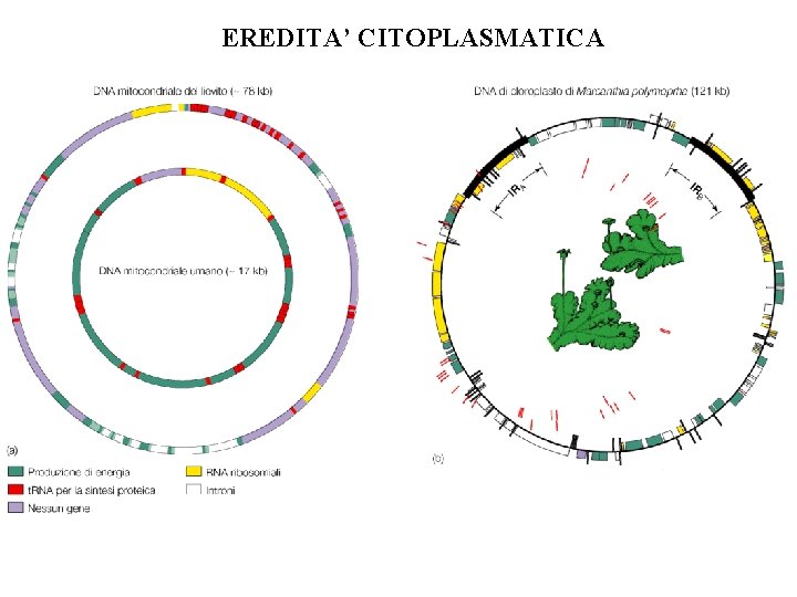 EREDITA’ CITOPLASMATICA EREDITA’ CITOPLASMATICA