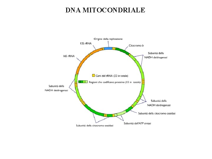 DNA MITOCONDRIALE DNA MITOCONDRIALE