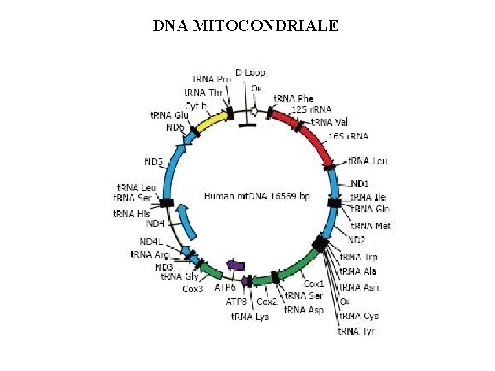 DNA MITOCONDRIALE DNA MITOCONDRIALE