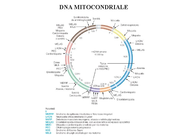 DNA MITOCONDRIALE DNA MITOCONDRIALE