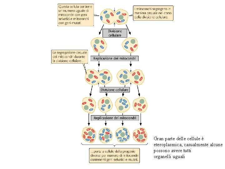 Gran parte delle cellule è eteroplasmica, casualmente alcune possono avere tutti organelli uguali Gran parte delle cellule è eteroplasmica, casualmente alcune possono avere tutti organelli uguali
