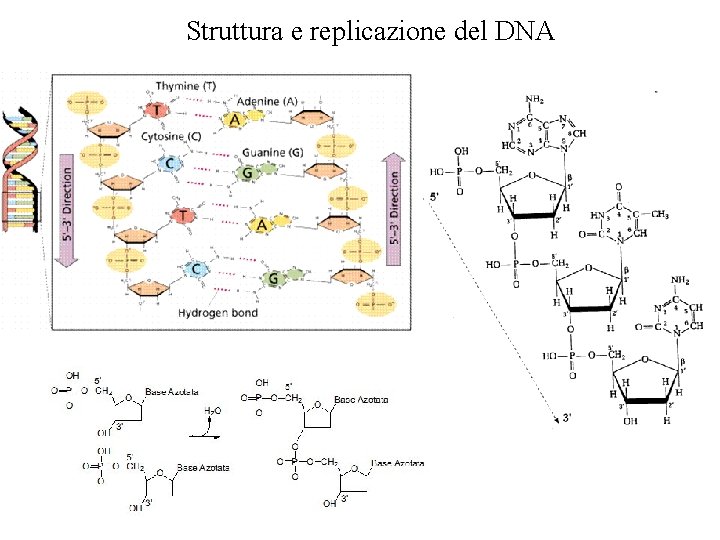 Struttura e replicazione del DNA Struttura e replicazione del DNA