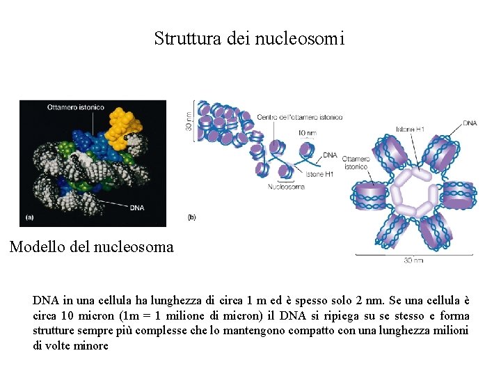 Struttura dei nucleosomi Modello del nucleosoma DNA in una cellula ha lunghezza di circa Struttura dei nucleosomi Modello del nucleosoma DNA in una cellula ha lunghezza di circa